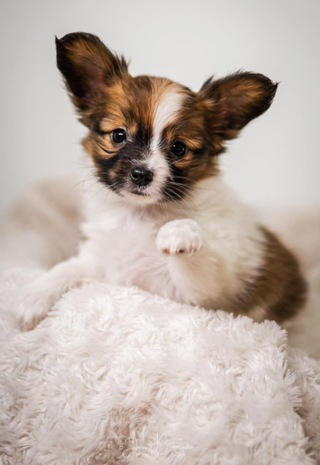 Jak papillony radzą sobie z kocimi towarzyszami?